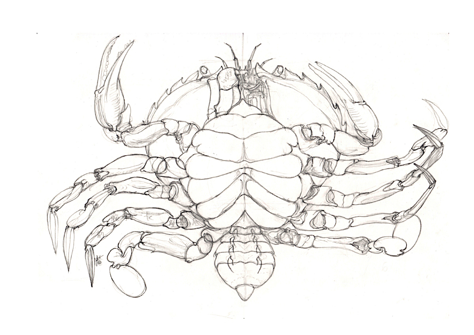 crab_ventral_image